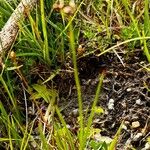 Juncus alpinoarticulatus Hábito