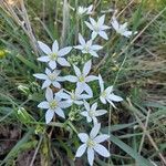 Ornithogalum umbellatumCvet