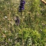 Delphinium fissum Natur