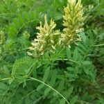 Astragalus cicer Blomst