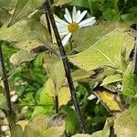 Monarda fistulosa বাকল