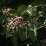 Rhus ovata Flower