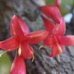 Ixora margaretae Flower