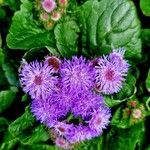 Ageratum houstonianum Flor