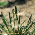 Ranunculus minimus Flower