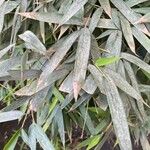 Phyllostachys sulphurea Hoja