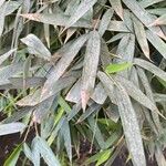 Phyllostachys sulphurea পাতা