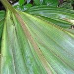 Asplundia ferruginea Leaf