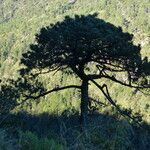 Pinus ayacahuite