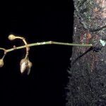 Vismia ramuliflora Blatt