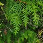 Thuja occidentalis List