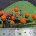 Smilax domingensis Fruit