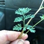 Corydalis aurea Lapas