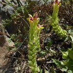 Scutellaria przewalskii