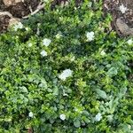 Veronica repens Flower