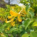 Lonicera hildebrandtiana Flower
