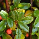 Cotoneaster dammeri Blatt