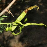 Prosopis juliflora Gyümölcs