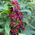 Clerodendrum indicumVrucht