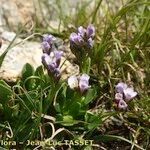 Arabis caerulea Habitus