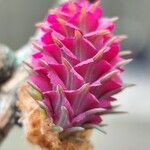 Larix decidua Flower