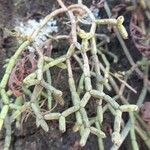 Rhipsalis cereuscula Hoja