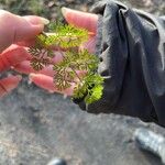 Oenanthe aquatica Leaf