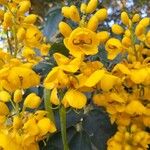 Senna viarum Cvet
