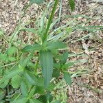 Saponaria officinalis Libunga