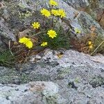 Hypochaeris robertia Hábito