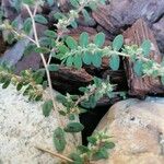 Euphorbia prostrata Blad