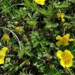 Potentilla heptaphylla Liść