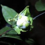 Diospyros bipindensis Fruto