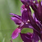 Dactylorhiza sambucina Flower