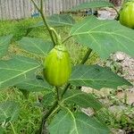 Solanum aethiopicum Плод