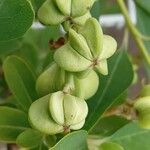 Exochorda × macrantha Fruit