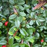 Cotoneaster dammeri Blatt