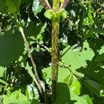 Smallanthus uvedalia Bark