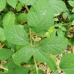 Rubus andegavensis Blatt