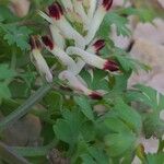 Fumaria flabellata Blüte