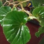 Begonia hirtella Blad