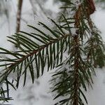 Picea abies পাতা