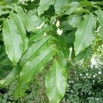 Pterocarya fraxinifolia Ліст