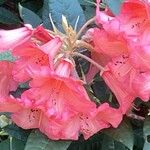 Rhododendron haematodes Blüte