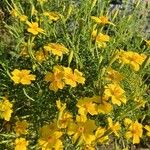 Tagetes tenuifoliaFlower