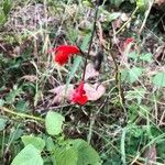 Salvia roemeriana Flor