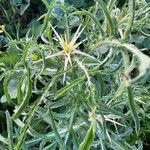 Centaurea calcitrapa Habit