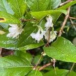 Lonicera fragrantissima Leaf