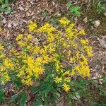 Senecio ampullaceus Flower