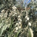 Elaeagnus angustifolia Ліст